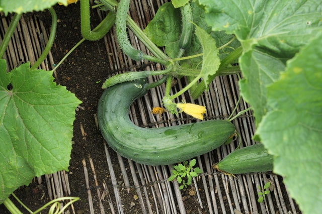 規格外野菜の魅力とは？美味しさの秘密と賢い活用法を解説